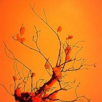 Buy canvas prints of winter tree by dale rys (LP)
