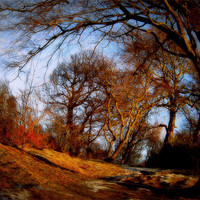 Buy canvas prints of winter woods by dale rys (LP)