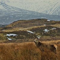 Buy canvas prints of deer country by dale rys (LP)