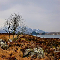 Buy canvas prints of lone tree of corrour by dale rys (LP)