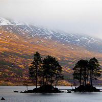 Buy canvas prints of the trees of loch ossian by dale rys (LP)