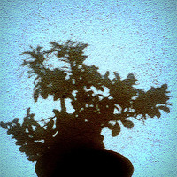 Buy canvas prints of bonsai by dale rys (LP)