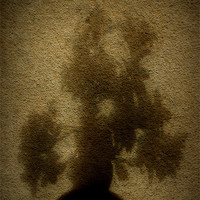 Buy canvas prints of moody bonsai by dale rys (LP)