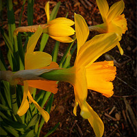 Buy canvas prints of daffs in the wild by dale rys (LP)