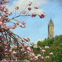 Buy canvas prints of wallace monument5 by dale rys (LP)