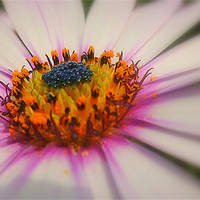 Buy canvas prints of closeup flora by dale rys (LP)