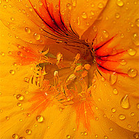 Buy canvas prints of droplets of nature by dale rys (LP)