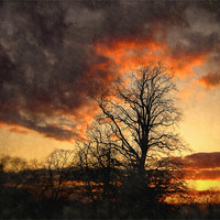 Buy canvas prints of evening woods by dale rys (LP)