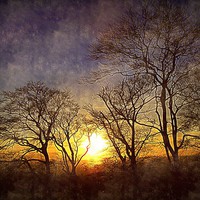 Buy canvas prints of the trees by dale rys (LP)