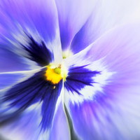 Buy canvas prints of pansy purple by dale rys (LP)