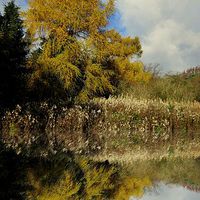 Buy canvas prints of yellow reflection by dale rys (LP)