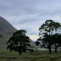 Buy canvas prints of 4 trees of glencoe by dale rys (LP)