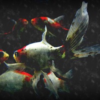 Buy canvas prints of fish life by dale rys (LP)