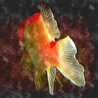 Buy canvas prints of watercolor fish by dale rys (LP)