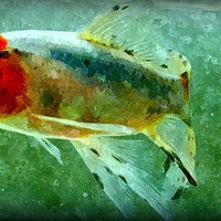 Buy canvas prints of watercolor fish by dale rys (LP)