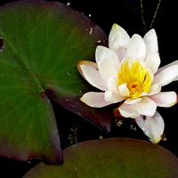 Buy canvas prints of water lily by dale rys (LP)