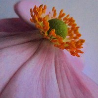 Buy canvas prints of  flora closeup by dale rys (LP)