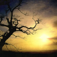 Buy canvas prints of  the lone tree by dale rys (LP)