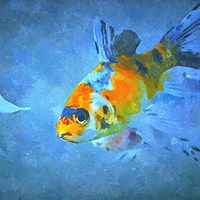 Buy canvas prints of  fish eye by dale rys (LP)