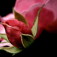 Buy canvas prints of  rose bud by dale rys (LP)