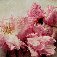 Buy canvas prints of  blossom closeup by dale rys (LP)