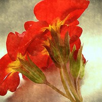 Buy canvas prints of  vintage flora by dale rys (LP)