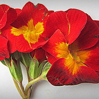 Buy canvas prints of  flora closeup  by dale rys (LP)
