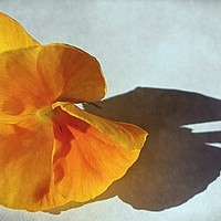 Buy canvas prints of  flora closeup   by dale rys (LP)