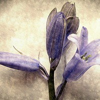 Buy canvas prints of  old bluebells by dale rys (LP)