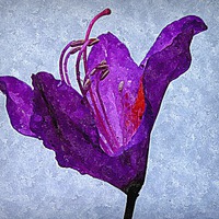 Buy canvas prints of  purple flora by dale rys (LP)