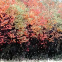 Buy canvas prints of  fall shot with alittle color.... by dale rys (LP)
