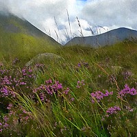 Buy canvas prints of scottish purple heather by dale rys (LP)