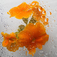 Buy canvas prints of flora underwater  by dale rys (LP)