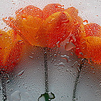 Buy canvas prints of wet flora closeup by dale rys (LP)