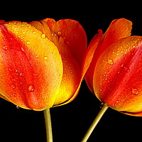 Buy canvas prints of tulips in contrast by dale rys (LP)