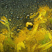 Buy canvas prints of underwater flora by dale rys (LP)