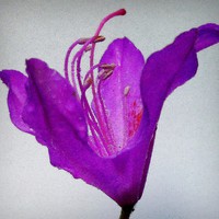 Buy canvas prints of purple flora-closeup by dale rys (LP)