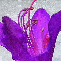 Buy canvas prints of purple flora-closeup by dale rys (LP)