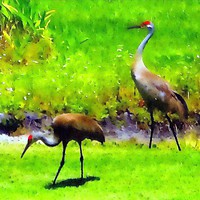 Buy canvas prints of sandhill cranes by dale rys (LP)
