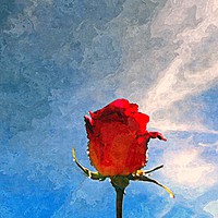 Buy canvas prints of single rose by dale rys (LP)