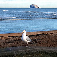 Buy canvas prints of north berwick view 2 by dale rys (LP)