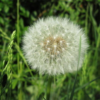 Buy canvas prints of Powder Puff Dandelion by Donna Townsend