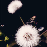 Buy canvas prints of Dandelion by Andrew Bailey