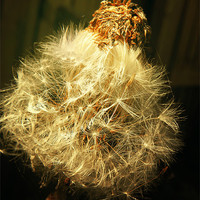 Buy canvas prints of Gold Dandelion by Andrew Bailey