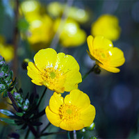 Buy canvas prints of Buttercup by Paul McKenzie