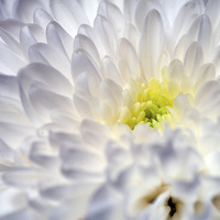 Buy canvas prints of Chrysanthemum by Paul McKenzie