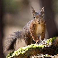 Buy canvas prints of Cheeky Squirrel by Paul McKenzie