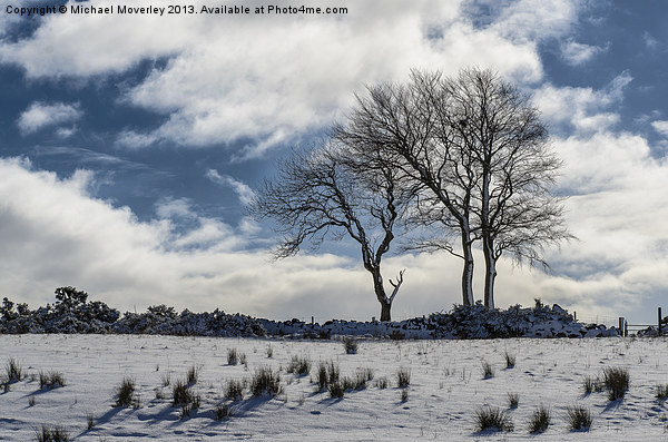 Snowy Lone Tree Picture Board by Michael Moverley
