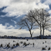 Buy canvas prints of Snowy Lone Tree by Michael Moverley
