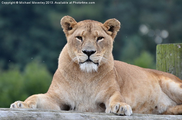 Lioness at Blair Drummond Safari Park Picture Board by Michael Moverley